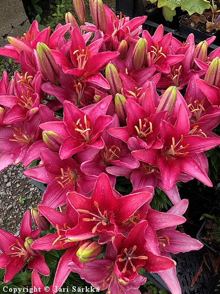 Lilium Hollandicum-Ryhmä ‘Tiny Pearl’ - tarhasarjalilja - flocklilja